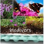 Biodivers sedum fleur en kleur